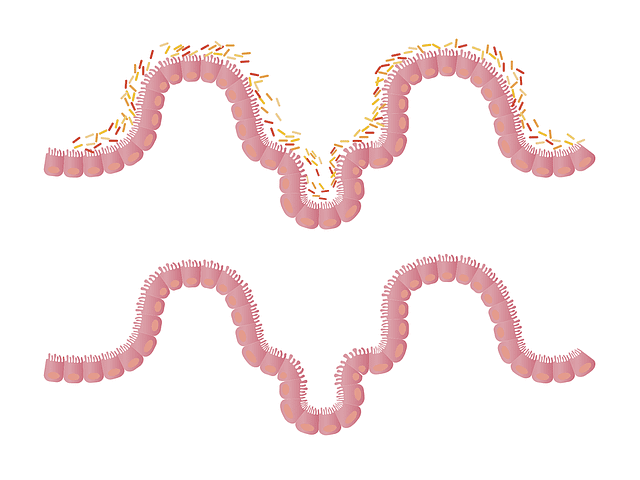 gut bacteria