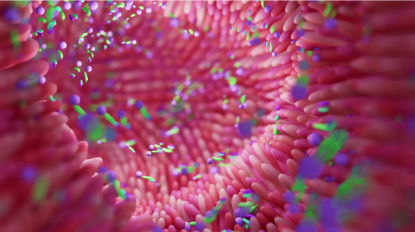 gut microbiome