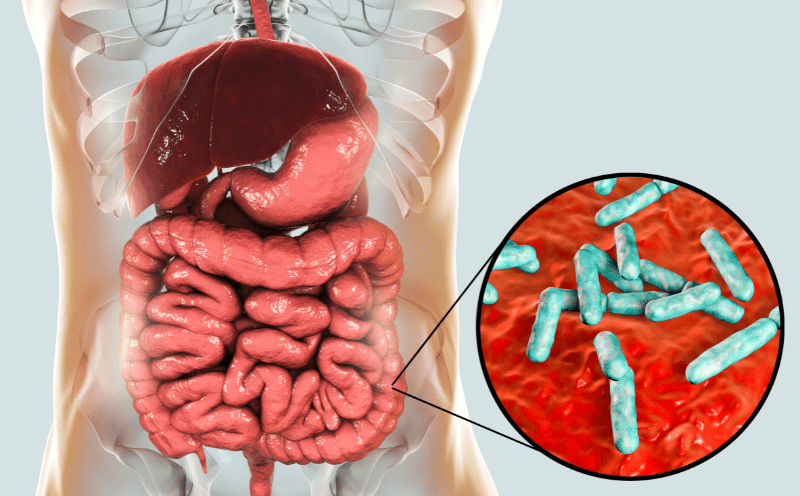 gut bacteria and constipation