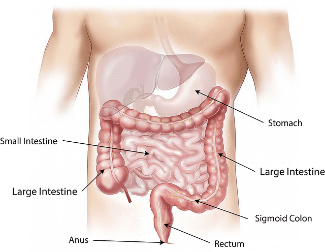gut microbiome and digestion