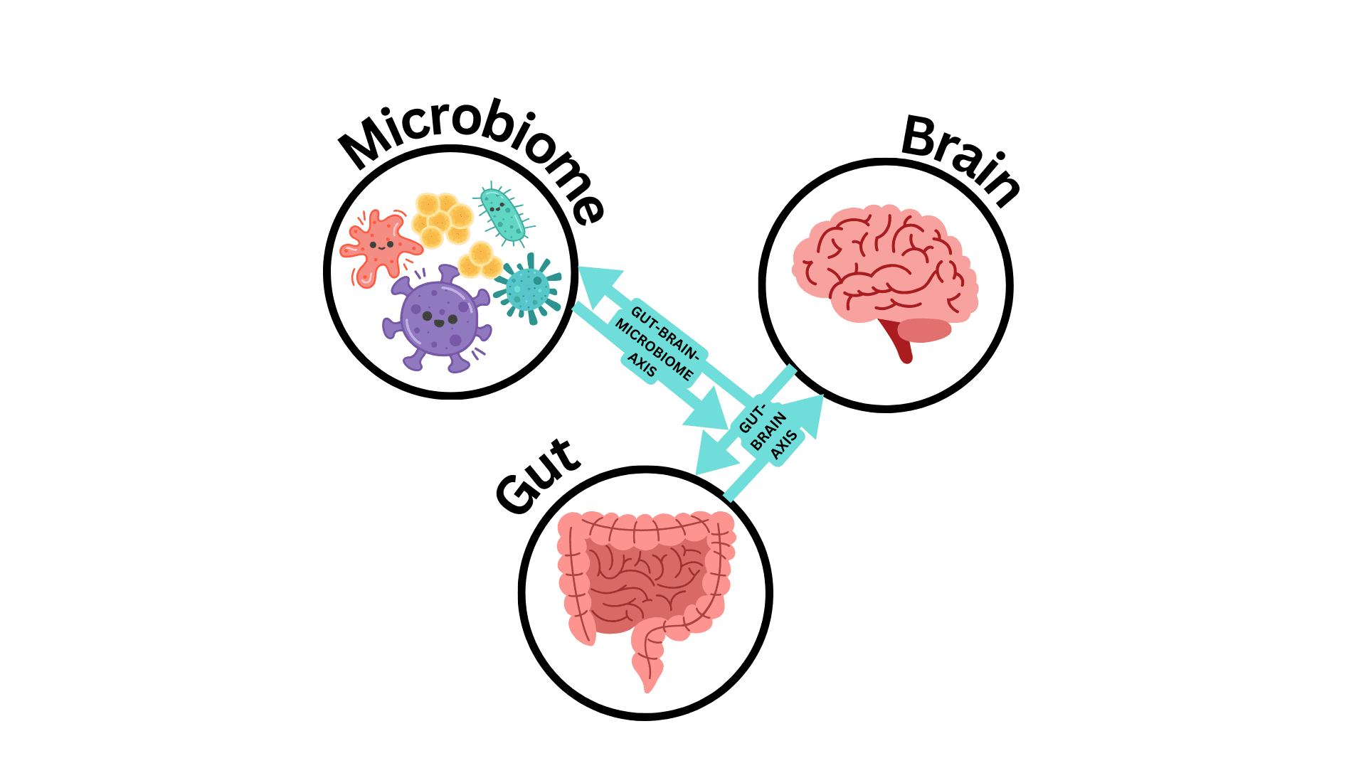 gut microbiome and brain